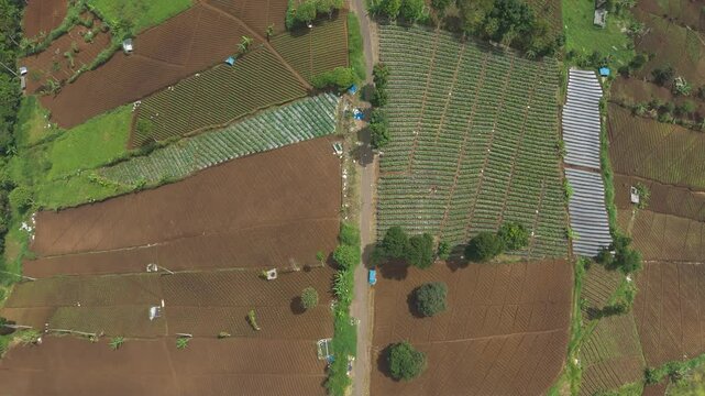 Aerial view of plantation in  rainy season that not yet been planted with vegetables on the border with the pine forest in Dago Pakar near Lembang Fault, Bandung, Indonesia in bird eye view
