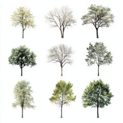 Obraz premium Collection of Nine Diverse Trees in Various Seasons Isolated on White Background