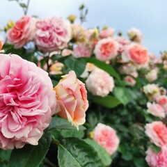 pink roses in a garden