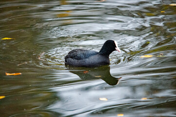 Blässhuhn im Abendlicht auf dem Wasser