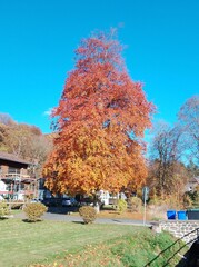 Naklejka premium autumn in the park
