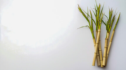 Naklejka premium Fresh sugarcane stalks on a clean white background, vibrant and natural