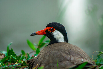Close-up of a red-wattled lapwing resting on grass in a serene natural environment, ideal for wildlife themes