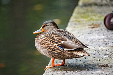 Entenweibchen am Ufer