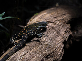 water dragon reptil
