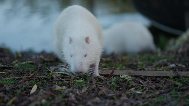 White nutria explores ground near water. Concept of albino animals in nature