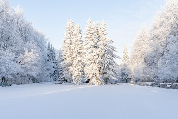 beautiful winter landscape in forest or park. trees are covered with snow. winter sun is shining beautifully, snow is shining. A New Year's tale. Christmas mood. a walk through the winter forest.