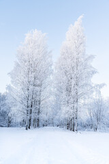 beautiful winter landscape in forest or park. trees are covered with snow. winter sun is shining beautifully, snow is shining. A New Year's tale. Christmas mood. a walk through the winter forest.