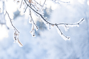 beautiful winter landscape in forest or park. trees are covered with snow. snow is sparkling. New Year's tale. Christmas mood. walk through winter forest. macro photos of plants in snow