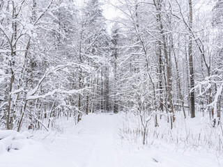 beautiful winter landscape in forest or park. trees are covered with snow. winter sun is shining beautifully, snow is shining. A New Year's tale. Christmas mood. a walk through the winter forest.