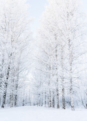Fototapeta premium beautiful winter landscape in forest or park. trees are covered with snow. winter sun is shining beautifully, snow is shining. A New Year's tale. Christmas mood. a walk through the winter forest.