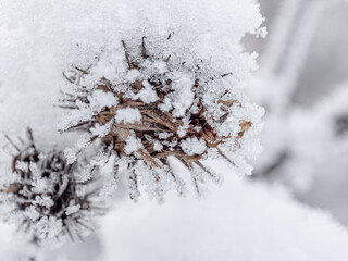 Obraz premium beautiful winter landscape in forest or park. trees are covered with snow. snow is sparkling. New Year's tale. Christmas mood. walk through winter forest. macro photos of plants in snow