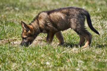 Beautiful German Shepherd puppy playing on a flower meadow on a sunny summer day in Skaraborg Sweden