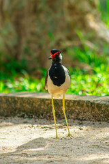 Close-up of a red-wattled lapwing in a natural habitat, ideal for wildlife and bird photography projects