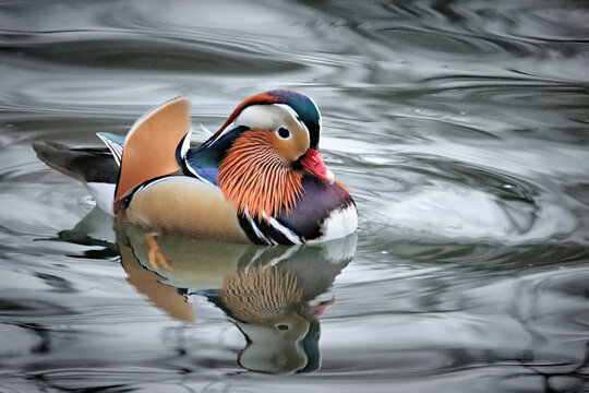 Mandarin Duck