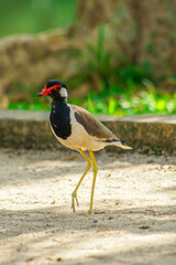 Close-up of a red-wattled lapwing in a natural habitat, ideal for wildlife and bird photography projects