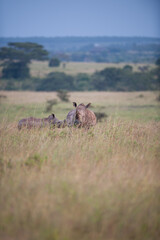 Rhinoceros  in the Masai Mara