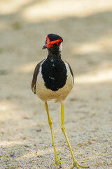 Close-up of a red-wattled lapwing in a natural habitat, ideal for wildlife and bird photography projects
