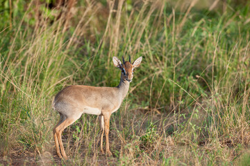 Dik Dik dwarf antelope in the savannah of Africa