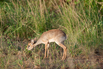 Dik Dik dwarf antelope in the savannah of Africa