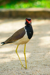 Close-up of a red-wattled lapwing in a natural habitat, ideal for wildlife and bird photography projects