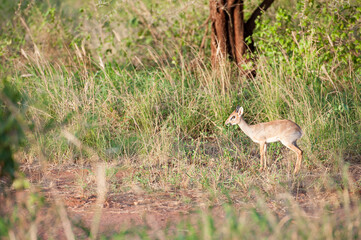 Dik Dik dwarf antelope in the savannah of Africa