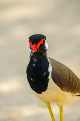 Close-up of a red-wattled lapwing in a natural habitat, ideal for wildlife and bird photography projects