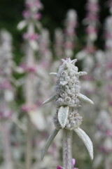 White flower of Lamb's-ear