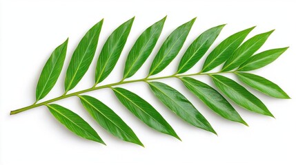 Fototapeta premium A photostock of a beautifully arranged tropical palm leaf pattern, isolated on a bright white background, refreshing and exotic. High Quality