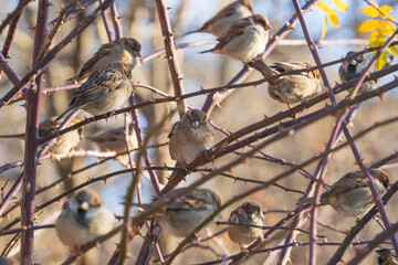 House sparrows (Passer domesticus )  on a rosehip branch at the beginning of winter. Male, female