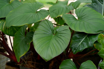 photography of the tropical plant Homalomena Occulta is an ornamental plant suitable for natural...