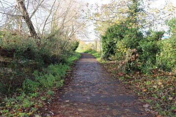 Serene Footpath Surrounded by Lush Trees and Vibrant Greenery in a Natural Park Setting