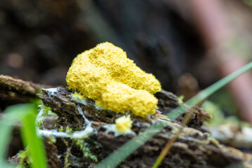 close-up of a bright yellow scrambled egg slime fungus