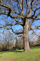 Fototapeta premium Majestic Tree Canopy Framed Against a Clear Blue Sky in a Tranquil Natural Landscape