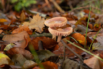 close-up from de top of two older rosy bonnet fungus