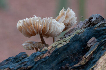 Close-up side view of a beautiful common bonnet