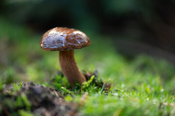 close-up sideway of a small brown bay bolete fungus