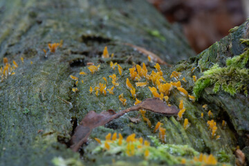 Fototapeta premium close-up of a large group of young yellow stagshorn
