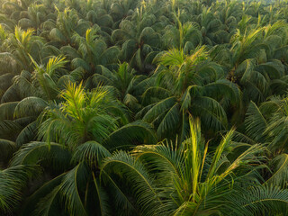 Aerial view of coconut trees with fruits in the sunrise