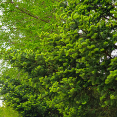 싱그럽고 예쁜 그린빛 나뭇잎 컬러