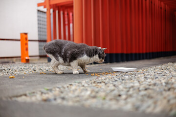 A stray cat crouches low to the ground in front of vivid red orange torii gates, as it surveys its surroundings before eating the food a small local Japanese Shinto shrine has set out for it to eat.