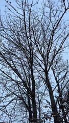 Bare Trees with Light Snow and Pale Sky