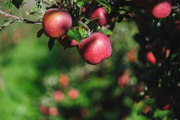 Red apples grow on tree in morning sunshine