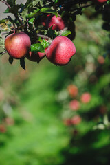 Red apples grow on tree in morning sunshine