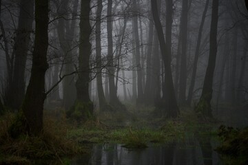 fog in the forest