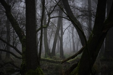 fog in the woods