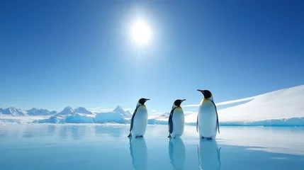 Fototapeten Three penguins are standing in the water, looking up at the sun © KayKai