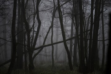 Fototapeta premium fog in the forest