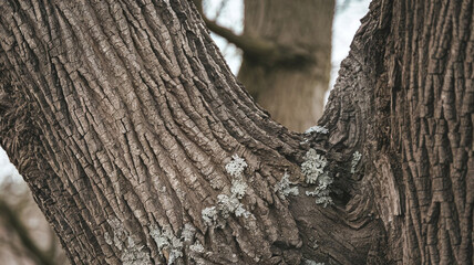Fototapeta premium Close-up of White Oak tree bark texture featuring rugged patterns, natural lines, and mossy details, perfect for nature-themed backgrounds, design projects, or educational resources. 
