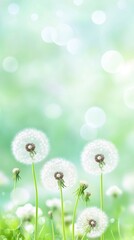 Beautiful spring background with dandelions, green and white colors.